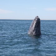 IMG 0001 2 (77)